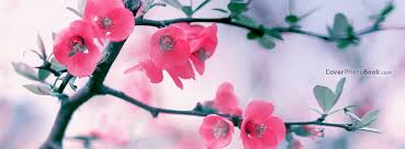 So, if you want to find flowers covers for your facebook, firstcovers.com is the site to use. Flowers Facebook Covers Search Results