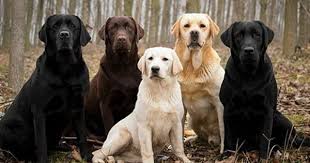 Http Www Wonderslist Com Wp Content Uploads 2016 03 Labrador Retriever Jpg Kopek Turleri Labrador Yavrulari Labradors