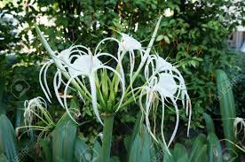 白のグループの背景の花彼岸花 Hymenocallis 岬ユリ球根の毒 とその葉をクローズ アップ の写真素材 画像素材 Image 73043520