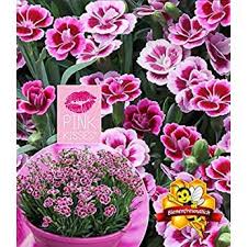 Baldur Garten Balkon Geranie Moonlight Sailing 3 Pflanzen Pelargonium Zonale Amazon De Garten In 2020 Winterharte Stauden Stauden Nelken