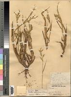 Image result for Urochloa brachyura