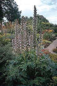 Image result for Acanthus