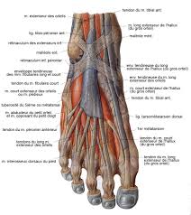 La mise au repos du tendon fait partie du traitement, qui combine médicaments et diverses techniques. Le Pied De Charcot Diabete 66