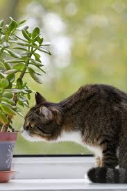 Even safe plants can cause minor discomfort if ingested, though effects are usually temporary and not reason for concern. Are There Houseplants Cats Will Leave Alone How To Protect Indoor Plants From Cats