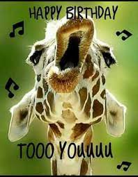 8 lustige tierbilder zum geburtstag; Happy Birthday Happybirthdayquotes Happybirthdayfunny Geburtstag Bilder Lustig Spruche Geburtstag Lustig Lustige Geburtstagsbilder