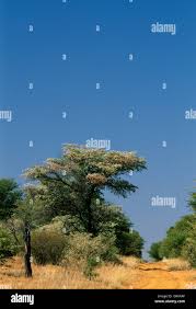 Image result for Terminalia kilimandscharica