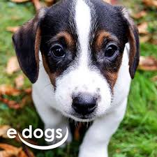 Der berner sennenhund gehört zur rasse der schweizer sennenhunde. Berner Sennenhund Kaufen In Deiner Region