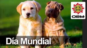 Comparta este artículodesde el 2004, cada 21 de julio se celebra el día mundial del perro. 21 De Julio Dia Mundial Del Perro Oem Youtube