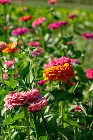 They make you feel special, graceful and elegant at the same time. Bright Different Flowers Of Cynia In The Summer Garden Beautiful Blooming Background By Yaroslav Danylchenko Photo Stock Snapwire