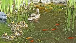 1.3 hühner und enten im stall. Leider Kein Happy End Klotze