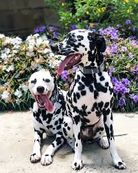 link luna the dalmatians life of link and luna dobavil a foto v svoj akkaunt instagram it s a beautiful day dalmation puppy dalmatian dogs dalmatian