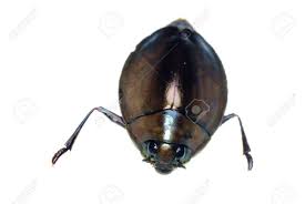 Insect Whirligig Beetle Isolated On White Stock Photo Picture And Royalty Free Image Image 9121171 Traits in the context of mips). insect whirligig beetle isolated on white
