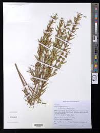 Image result for Heimia salicifolia