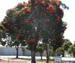 Image result for Eucalyptus ficifolia