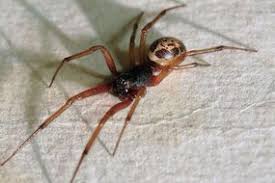 Most spiders are shy and harmless to humans, but poisonous ones like the black widow should be avoided. How To Spot False Widow Spiders What To Do If The False Widow Spider Bites You Advice Nature News Express Co Uk