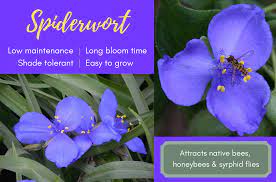 Spiderwort photo by tracie bowers spiderwort categories: Spiderwort Is Stunning Color For Shade The Woodlands Township Environmental Services