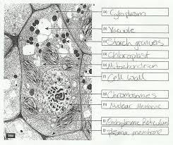 In a plant cell, along with chloroplast and mitochondria, they are involved in photorespiration. Pin By Nia On Biologie In 2021 Plant Cell Electron Microscope Cell