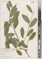 Image result for Bridelia scleroneura