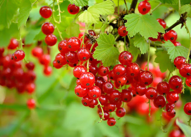 Mga resulta ng larawan para sa Red Currants fruits"