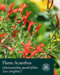 Image result for Clerodendrum abilioi