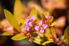 Image result for Nesaea linearis