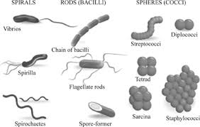 Definition Of Bacterial Morphology Chegg Com