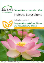 7 is a piece by robert schumann and has 2 pages. Indische Lotusblume Blumensamen Von Saflax Samenhaus Samen Samereien