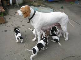 Black And White Pointer Puppy English Pointer Puppies Other Pet Accessories In Vic For Sale English Pointer Puppy Pointer Puppies Your Dog