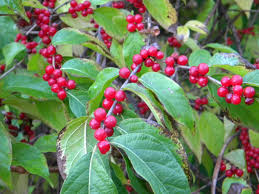 Red berry trees are a type of berry tree and can be identified by not only their fruit, but their bark and leaves as well. This Shrub With The Red Berries Is Taking Over Harvey Cotten Says Al Com