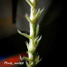 Image result for Elionurus