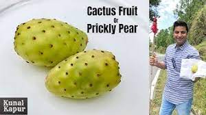 Cactus juice is known by many different names, including prickly pear juice or nopales juice. Cactusfruit Youtube