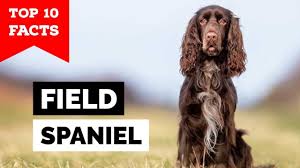 Boykin spaniel breeders can list their boykin spaniel puppies for sale. Boykin Spaniel Top 10 Facts Youtube