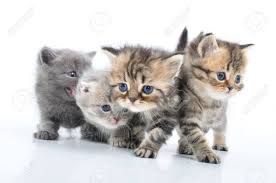 Their little meows sound more relaxing and cute than any blockbuster song. Group Of Small 1 Month Old Kittens Walking Towards Stock Photo Picture And Royalty Free Image Image 12847750
