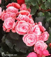 Image result for Begonia elatostemmoides