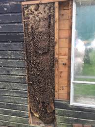 Once the hive is exposed we used smoke to herd the bees off of the comb. Great Tilkey Honey On Twitter Spent The Morning Removing A Bees Nest From The Cavity Walls Of Coggeshall Fc Coggeshall Essex Honeybees Healthyliving Https T Co Ru1qfawc8i