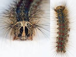 As with most common names, the application of the word is arbitrary, since the larvae of sawflies are commonly called caterpillars as well. Home Remedies To Kill Blanket Worm Boldsky Com