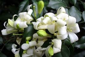 Image result for Motandra paniculata