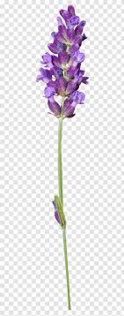 Maybe you would like to learn more about one of these? English Lavender Clip Art Herbaceous Plant Stem Purple Dried Flower Transparent Png