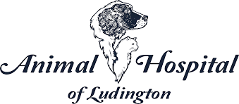 Our services are led by board certified specialists, the highest level of accreditation in our. After Hours Emergency Services Animal Hospital Of Ludington Vet Clinic In Ludington Mi