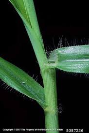 Image result for Dactyloctenium geminatum