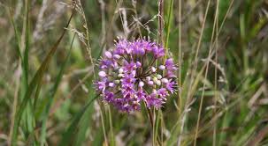An additional 14,130 tests have come back negative for the virus. Sioux Prairie Preserve