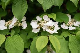 All climbing hydrangeas are vigorous plants, but can take several years to establish and flower. Climbing Hydrangea Plant Care Growing Guide
