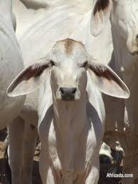 Please call or email us anytime at office@324landandcattle.com to discuss our current sale listings. Buy Livestock Cattle Goats Sheep And Chicken And Eggs For Sale Livestock Poultry For Sale In Embalenhle Mpumalanga Africada Com Mobile 93419