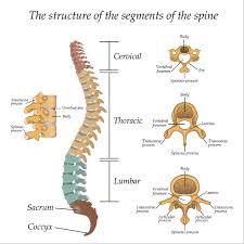 Image result for Lumbar vertebrae
