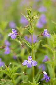 Image result for Mimulus