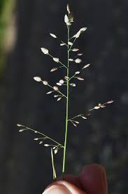 Image result for Eragrostis unioloides