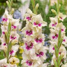 Image result for Gladiolus zambesiacus