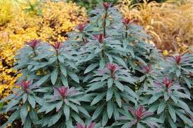 Image result for Euphorbia unicornis