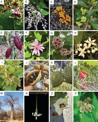 Image result for Malvaceae subfamily Grewioideae