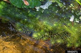 Image result for Ceratophyllum submersum